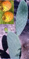 cactus (opuntia ficus indica). Ecotypes