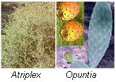 Atriplex, Opuntia
