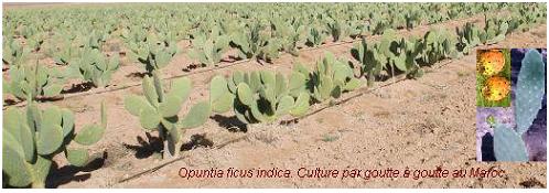 Cactus, Opuntia ficus indica L.