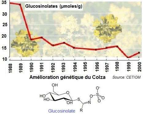Colza. Glucosinolates