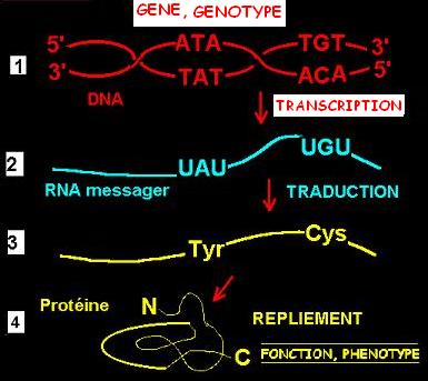 dna, rna, transcription. test