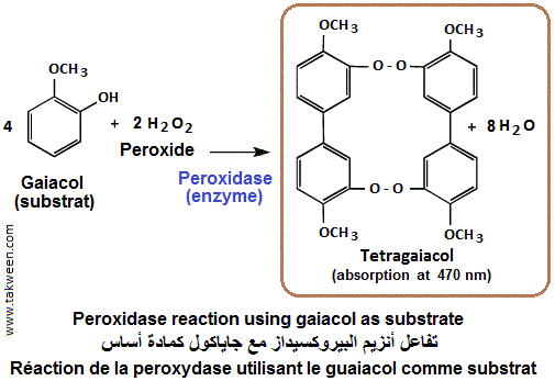 peroxydases