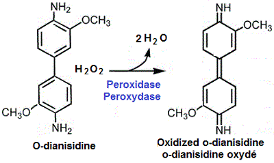 POX oxydant l'o-dianisidine