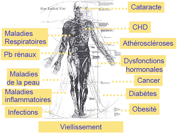 Reactive oxygen species affections