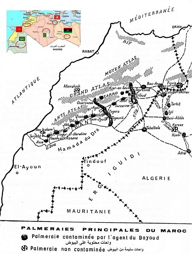 fusariosis disease. Morocco map
