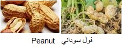 Arachide, peanut