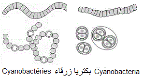 cyanobactéries