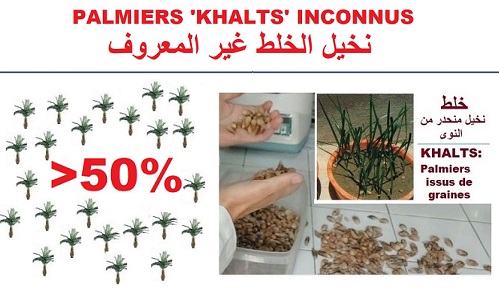 Newsletter. Recherche scientifique palmier dattier النخيل, Vulgarisation