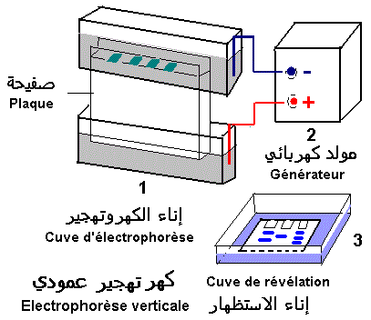 Electrophoresis