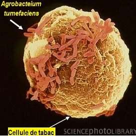 Agrobacterium tumefeciens