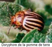 Doryphore