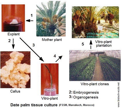 culture in vitro, palmier dattier