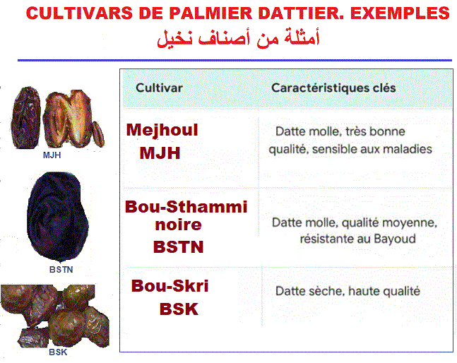 fruits: datte