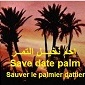 Palmier dattier
