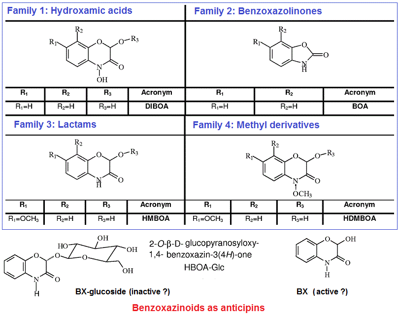 Benzoxazinoids (anticipins)