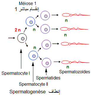 spermatogenèse